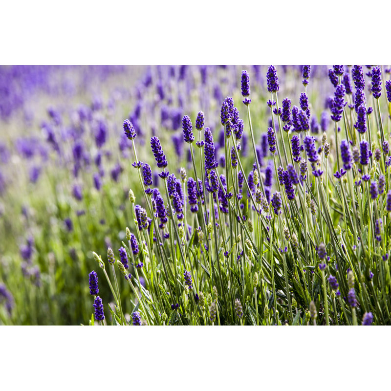 Lavendar Closeup 2 by RK2Photography - Wrapped Canvas Print, 30cm H x 46cm W