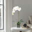 Orchid Arrangement In Square Glass Vase-460345640