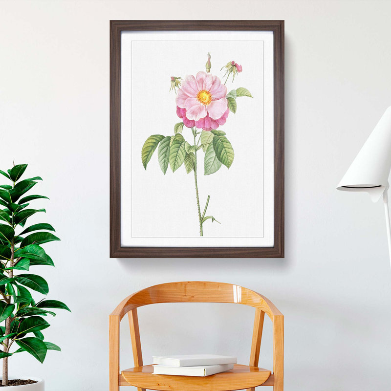 A Provins Rose In Pink by Pierre-Joseph Redoute - Single Picture Frame Painting, 63cm H x 45cm W x 2cm D, Walnut Framed