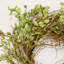Couronne de porte 26 po Eucalyptus