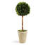 Preserved Greens 23.25" Single Ball Topiary-846903779