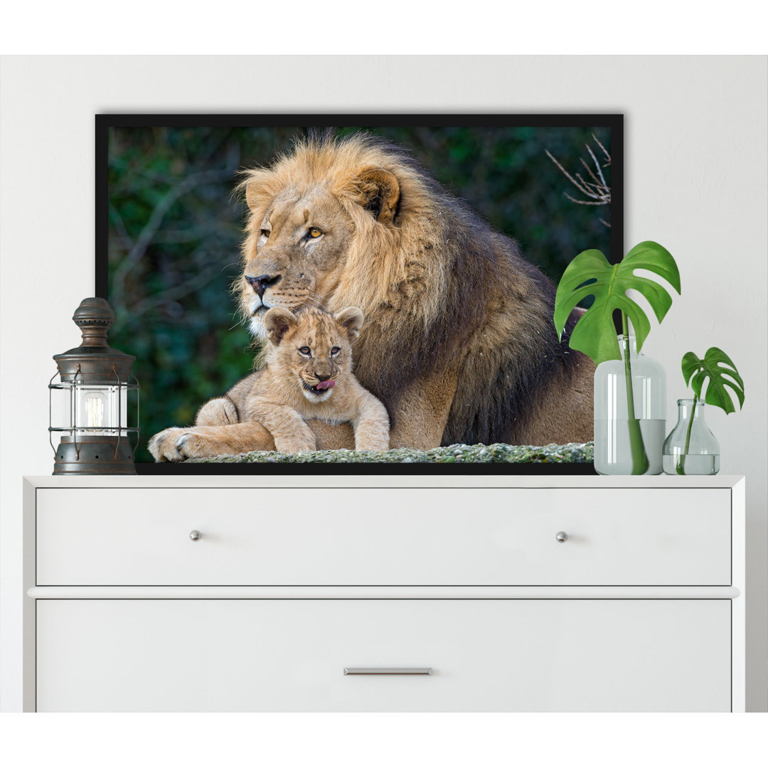 Gerahmter Kunstdruck Dear Lion with Cub