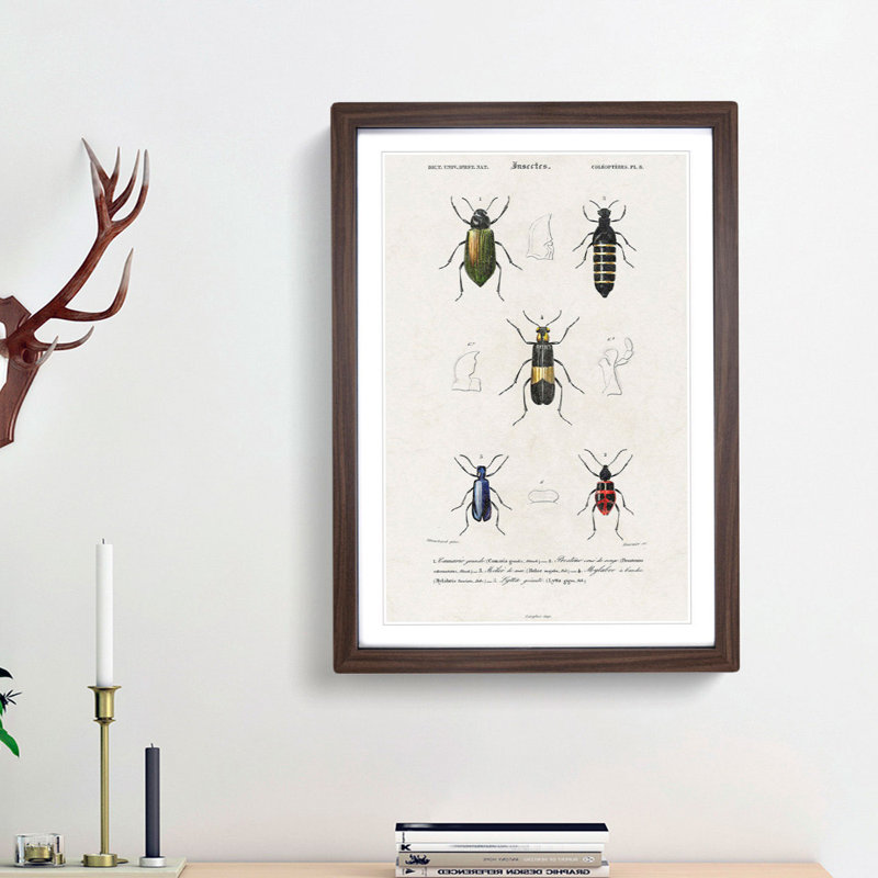 Beetle Illustrations PL.8 by Charles D'Orbigny - Single Picture Frame Print, 33cm H x 24cm W x 2cm D, Walnut Framed