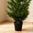 Eugyh 5FT Artificial Cypress Tree UV Resistant with Plastic Pot-1582246070
