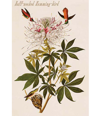 Ruff-Necked Humming-Bird - Unframed Print