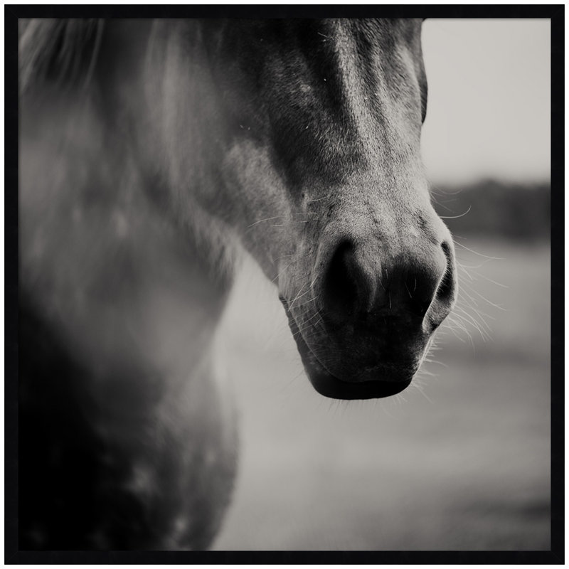 «Horse Like Velvet» par Laura Evans, reproduction d'art encadrée