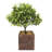 Faux Bonsai Plant and Tree