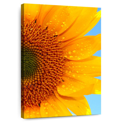 Tournesol Harnek