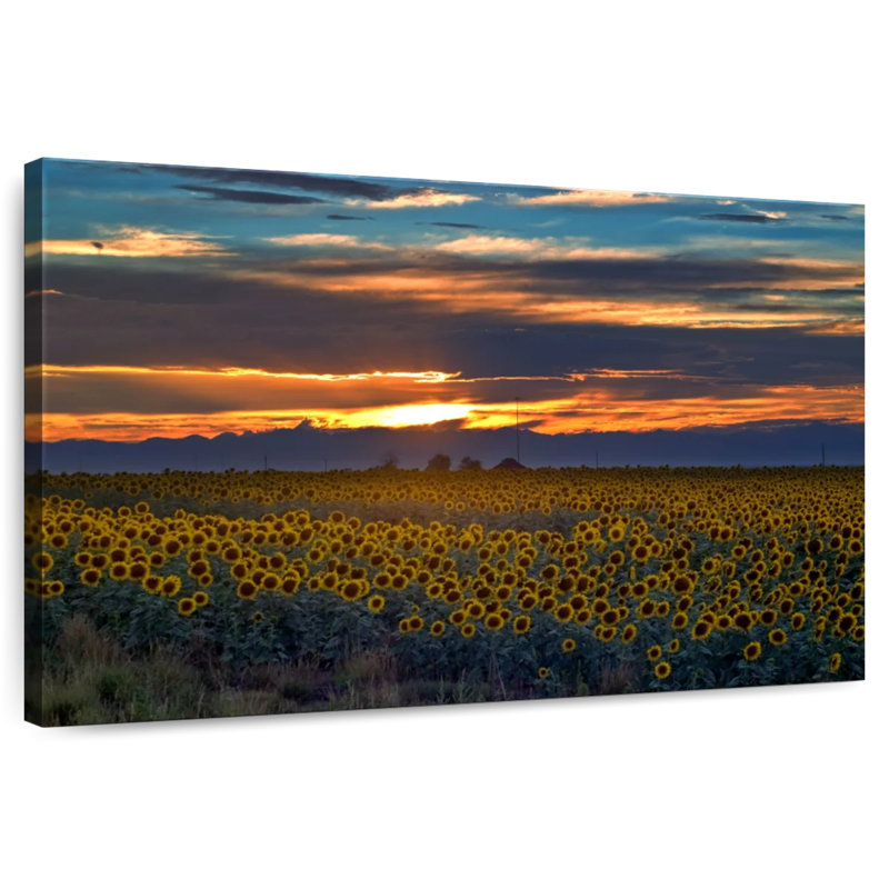 Champ de tournesols Alvord Colorado, H 32 po x l 48 po