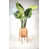 Cream on Orange/Special Walnut est en rupture de stock