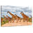 Brampt Giraffes Safari Animals-108815885