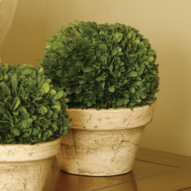 Boxwood Topiary in Ceramic Pot, 9.8'' H X 9'' W X 9'' D
