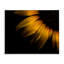 Gouttelettes d'eau sur toile de tournesol, conception par Brian Carson-870124001