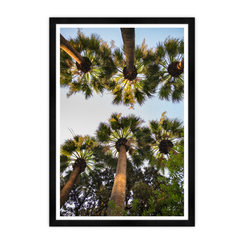 «Athens Palm II» par Tim Klein - Photographie avec cadre