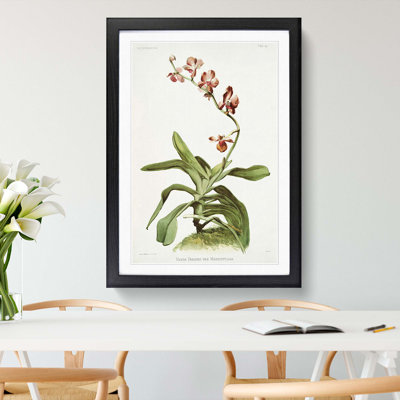 Magnolia Flowers Illustration Tab. 96 by Frederick Sander - Framed Print