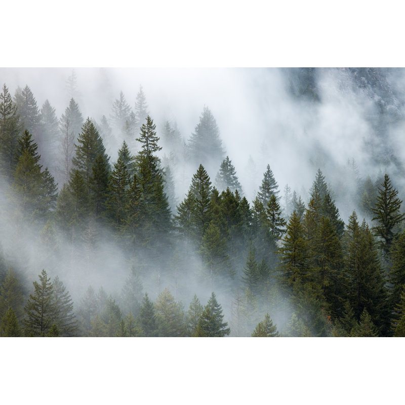 Forêt brumeuse - photographie sur toile tendue, H 20 po x l 30 po