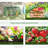 Outsunny 6' X 3' X 3' Portable Greenhouse, Garden Green House With 2 PE/Plastic Covers, Steel Frame And 2 Roll Up Windows-120642009-111941155