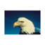 Bald Eagle by Unknown Artist - Wrapped Canvas Print-819056097