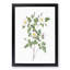 De Candolle's White Rose by Pierre-Joseph Redoute - Picture Frame Painting Print-55491119-55491122