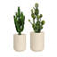 Pot de fleurs Allenville Fiberstone-1664354842-1717968734