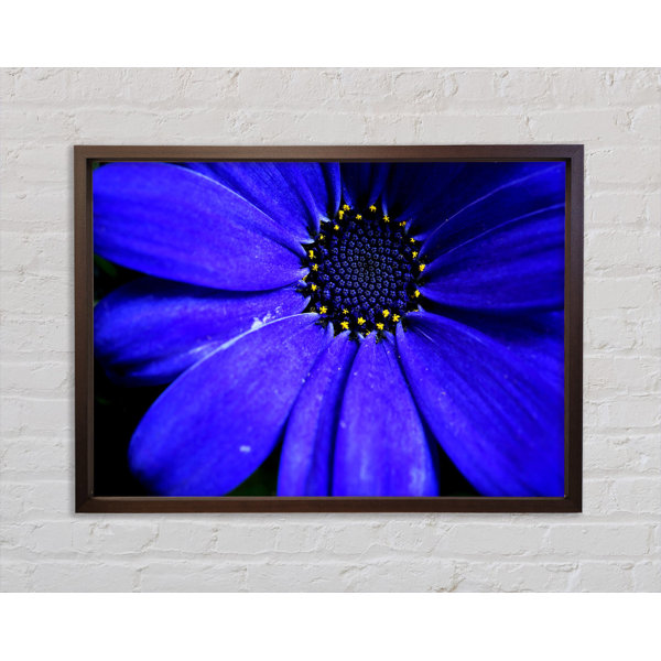 Bright Star Electric Petals - Single Picture Frame Art Prints on Canvas ...