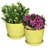 Magdaleno Ceramic Indoor Pot Planter