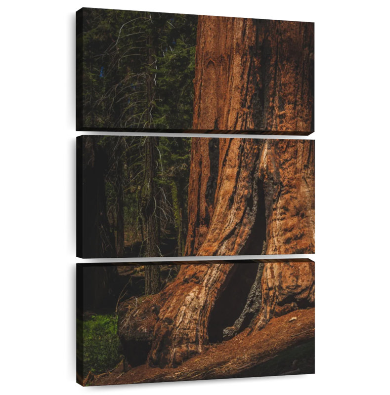 Sherman Trail Sequoia Trees