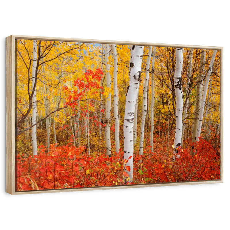 Bouleaux d'automne, Cadre flottant en bois naturel, 40 po x 27 po