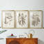 Antique sépia botanicals VI - reproduction encadrée sur mesure de qualité supérieure - 3 pièces-1937865650-1937865654