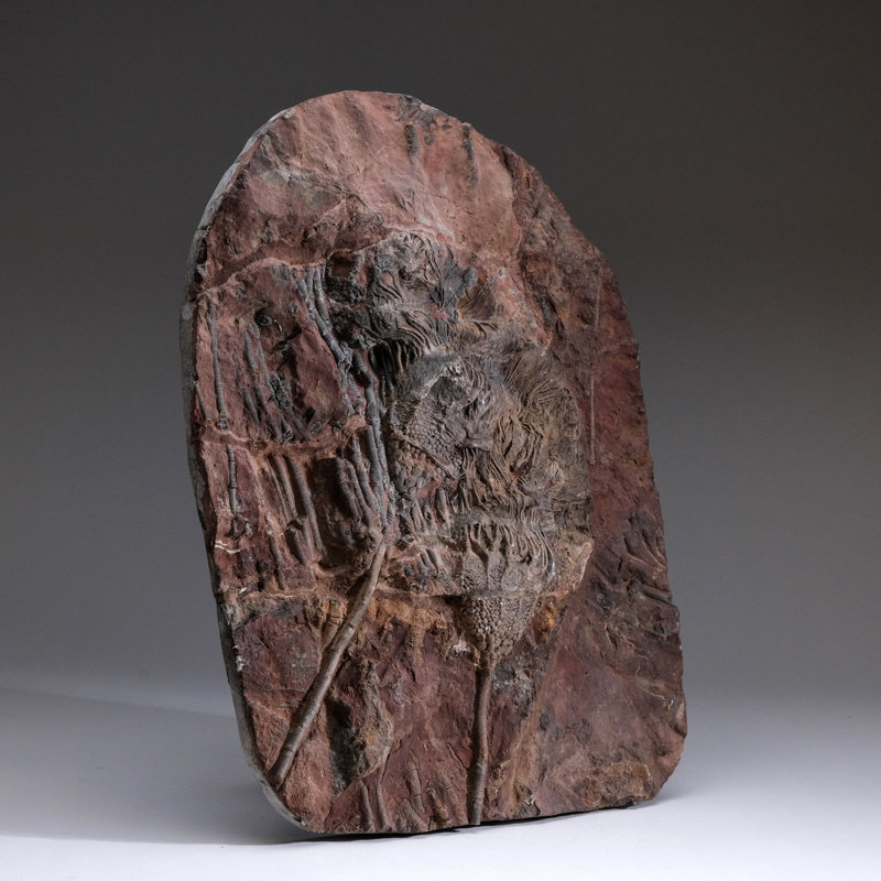 Crinoid On Matrix