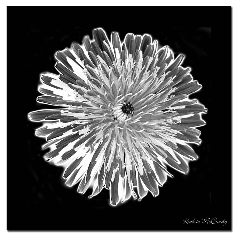 « pissenlit black & white » par kathie mccurdy,, reproduction d’art sur toile tendue