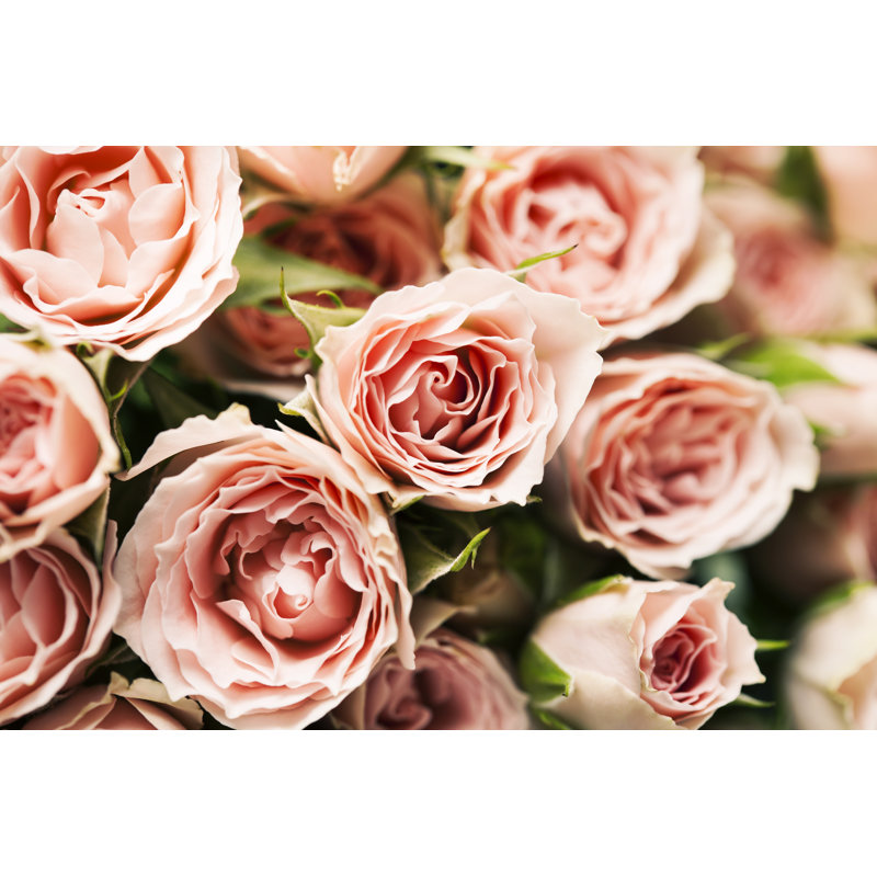 Danube Spray Roses - Wrapped Canvas Print, 30cm H x 46cm W x 3.8cm D