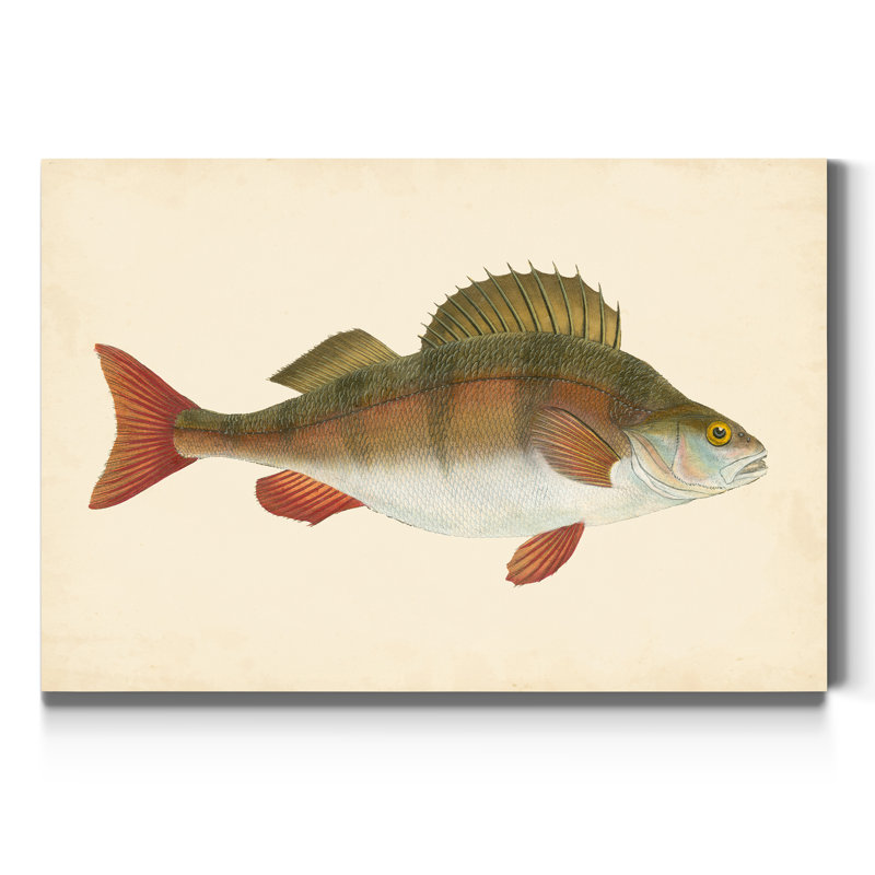 « Donovan antique Fish I », reproduction d’art sur toile, H 48 po x l 32 po x P 1 po
