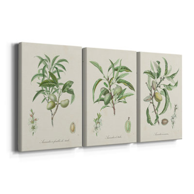 Antique Ammond Botanical II - Toile tendue avec châssis sur mesure - 3 pièces