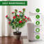90cm Plant