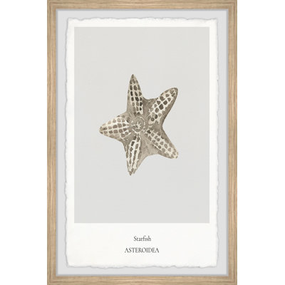 Asteroidea - Single Picture Frame Print
