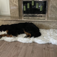 Tucker Murphy Pet™ Pretor Puprug Runner Faux Fur Memory Foam Dog Curve Mat  & Reviews