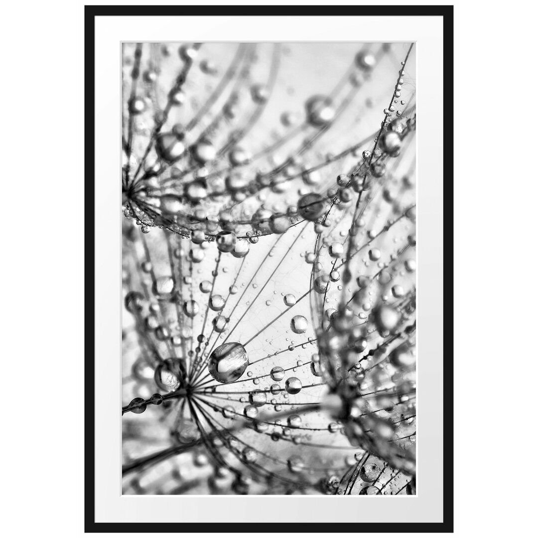 Gerahmter Fotodruck Dandelion Seeds with Dew