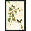 Ivies and Ferns IV Crop - peinture-1818472318-1818472310