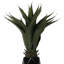 Primrue - Agave artificiel - blanc - paquet de 1-590583598