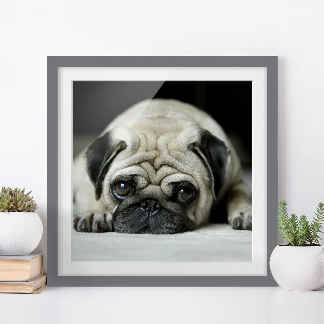 Gerahmter Fotodruck Pug Loves You