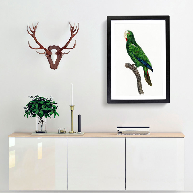 Cuban Amazon Parrot by F. Levaillant - Framed Print, 36cm H x 27cm W x 2cm D, Black Framed