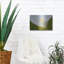 «White Flower II» par Dennis Frates-1321502253