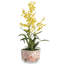 Jamboree Berry Quatrefoil Planter