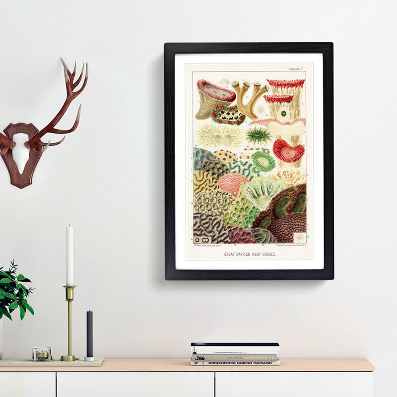 Great Barrier Reef Corals V by W. Saville-Kent - Framed Print, 36cm H x 27cm W x 2cm D, Black Framed