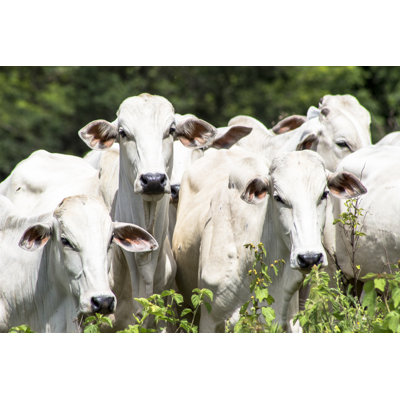 " Nellore Cattle " by Alfribeiro