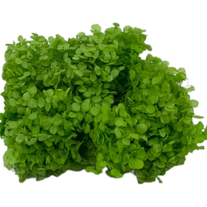 Hortensia Anna séchée, Vert jaune