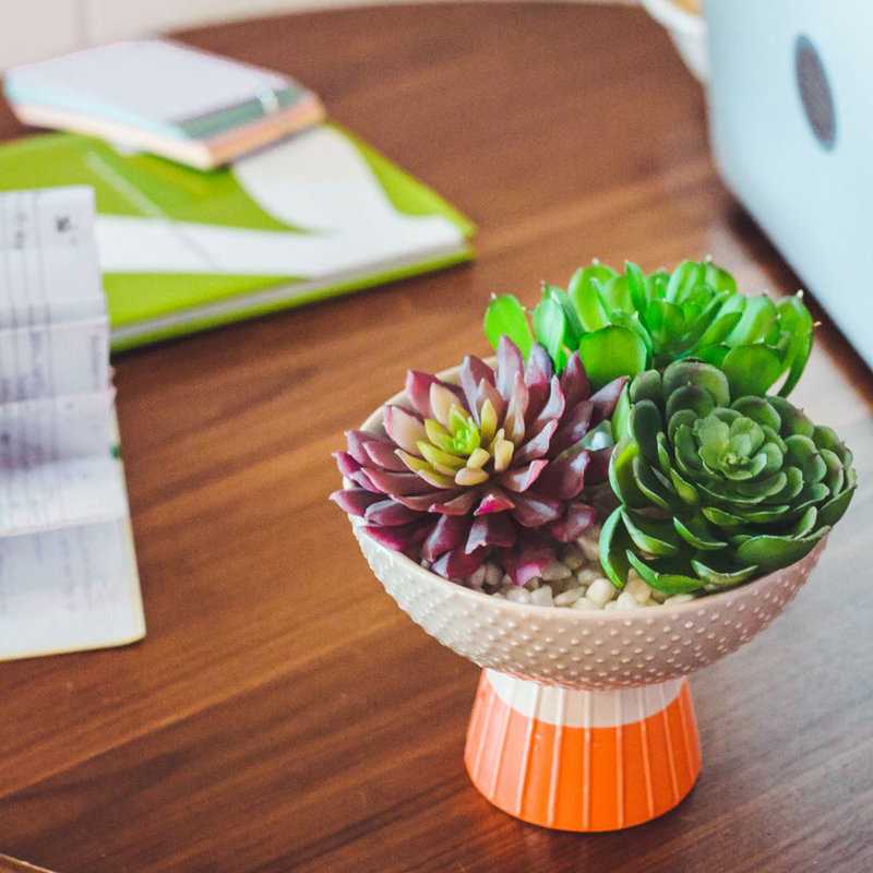 Succulent dans un pot de fleurs, Beige/Orange