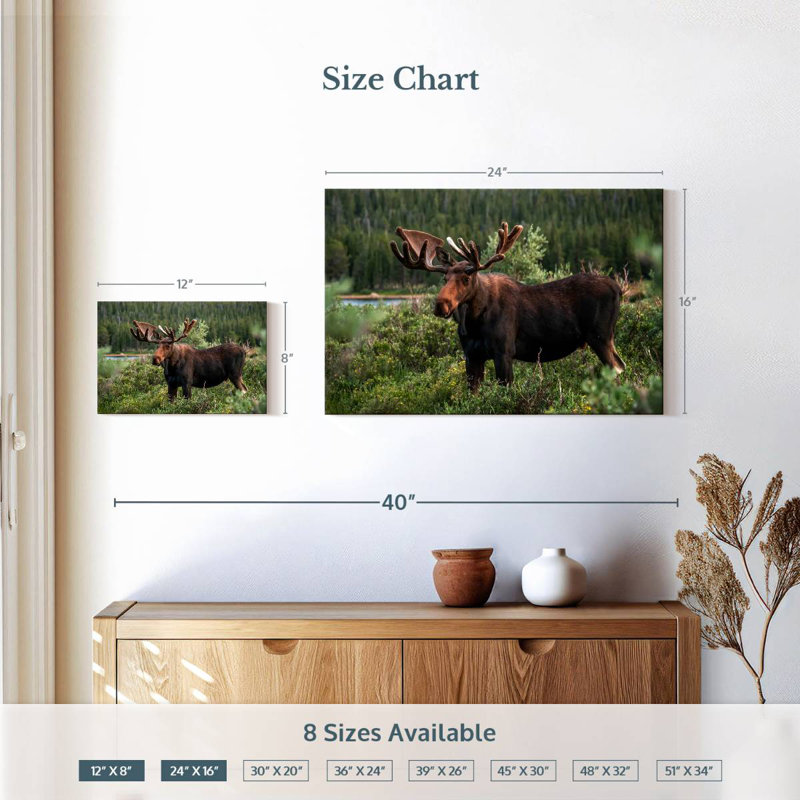 Brampt Colorado Bull Moose, 16" H x 24" W