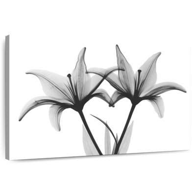 Harnek Starburst Lily